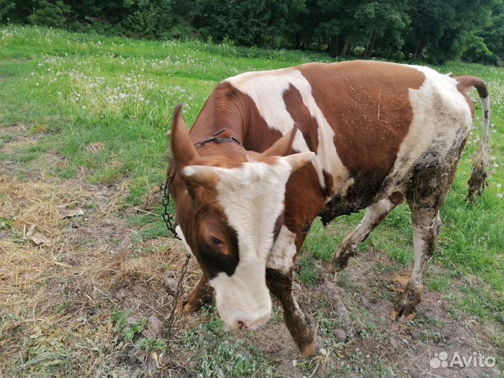 Сельхоз животные