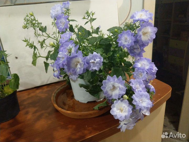 Кампанула махровая Дублин Биколор