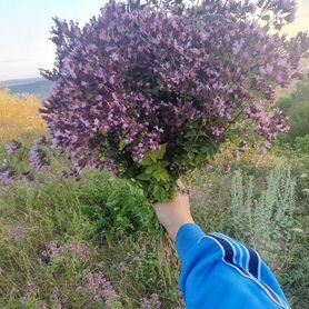 Трава душица в пучках