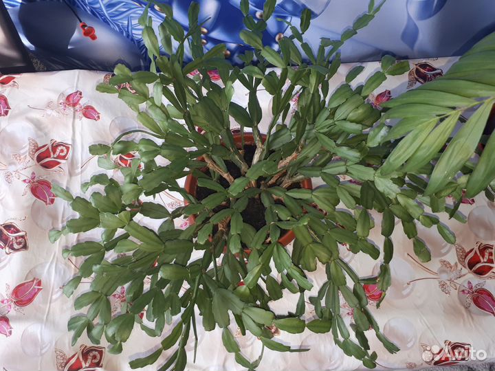 Цветы комнатные