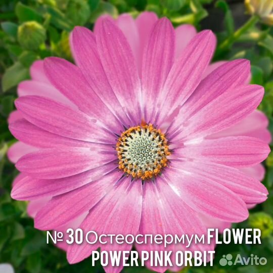 Остеоспермум вегетативный