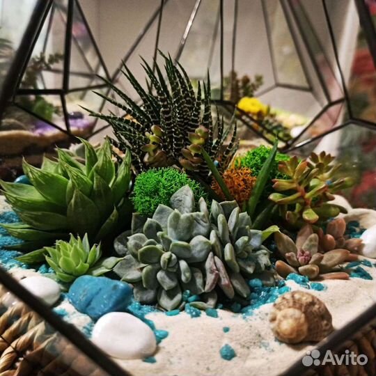 Флорариум из суккулентов