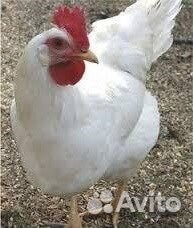 Куры несушки порода Декалб