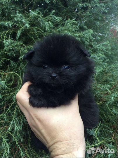 Микро девочки и мальчики Шпица померанский