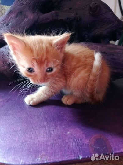 Котята 1,5 месяцев