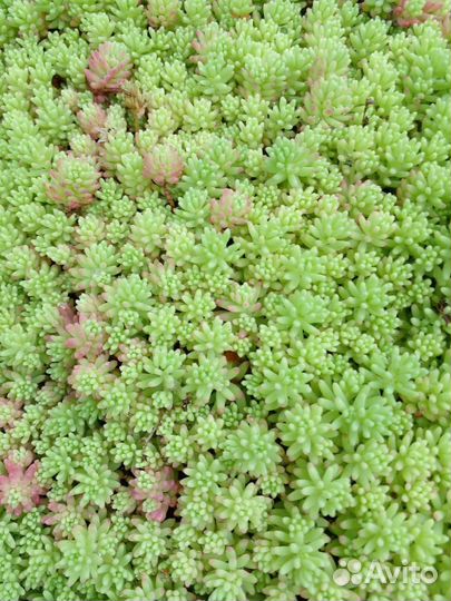 Очиток (Седум) лидийский (Sedum Lydium)