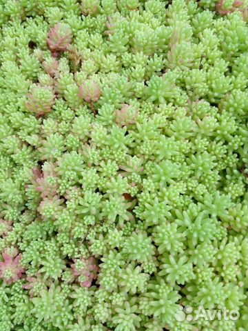 Очиток (Седум) лидийский (Sedum Lydium)