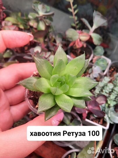 Суккуленты