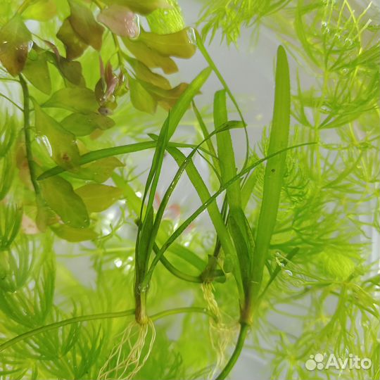 Аквариумные растения водоросли