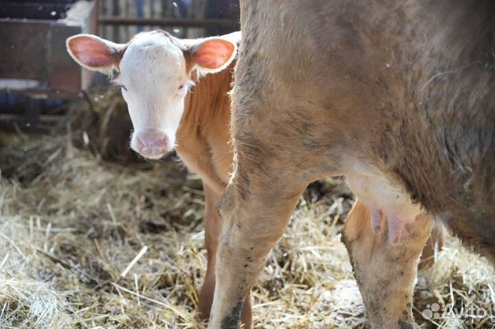 Коровы герефордской породы класса класса элита и э