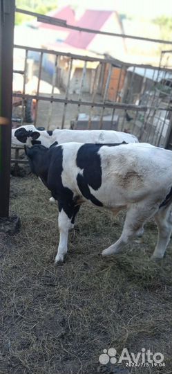 Телята бычки