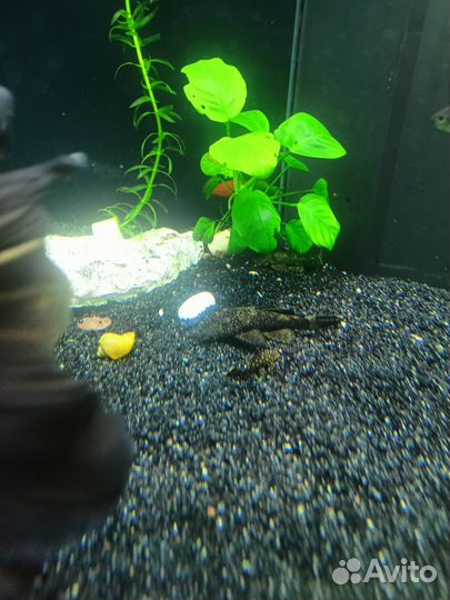 Сомики анциструсы