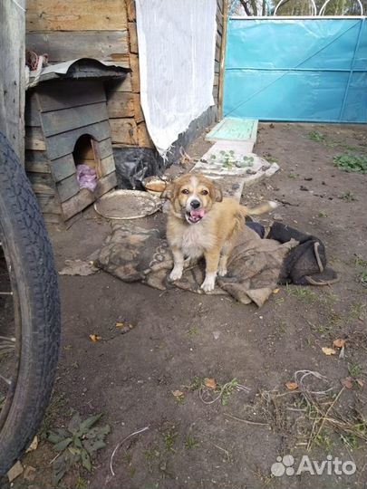 Щенок в добрые руки маленькой собаки