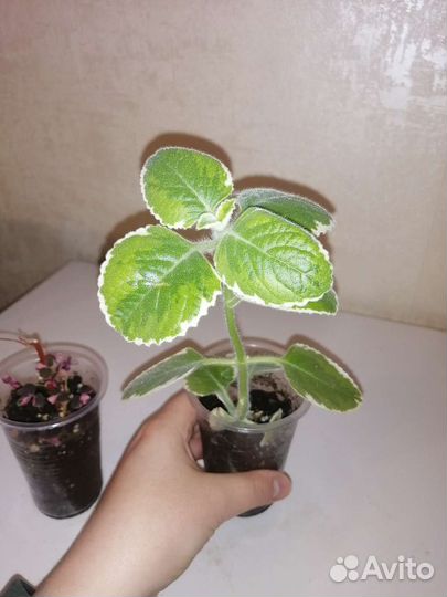 Кислица вариегатная и мята комнатная вариегатная
