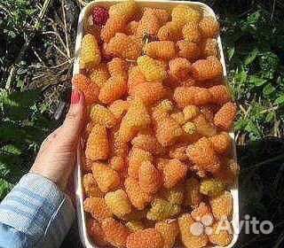 Малина оранжевое чудо