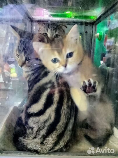 Братик и Сестрёнка