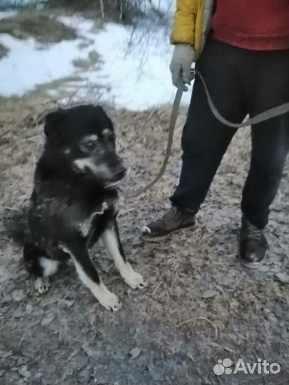 Собака в добрые руки