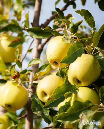 Саженцы яблони оптом мм-106