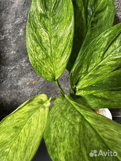 Сциндапсус perakensis mint variegated