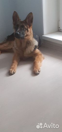 Немецкая овчарка