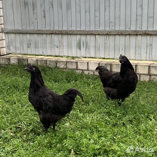 Петушки Ухейилюй