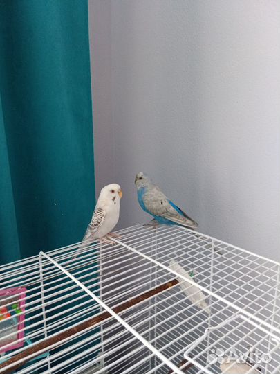 Волнистый попугай