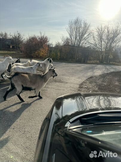 Козы молочные