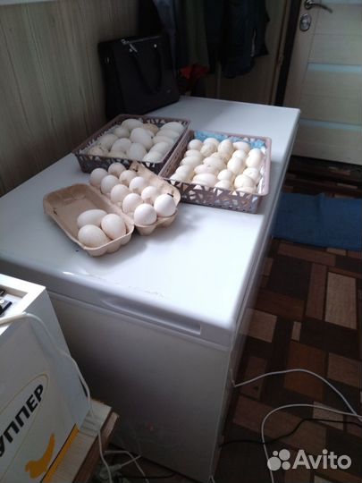 Яйцо домашнее инкубационное