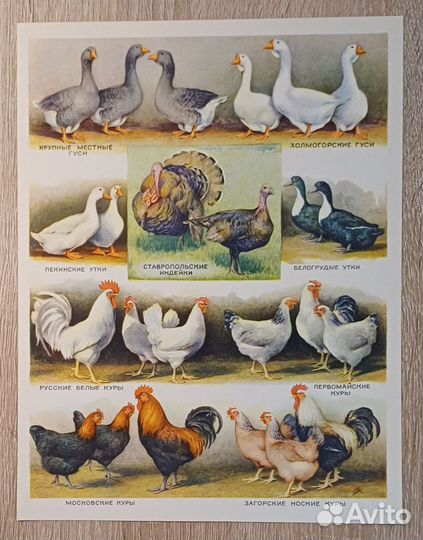 Страница из Детской Советской энциклопедии 62 года