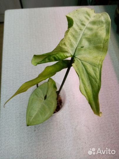 Калатеи и Синги