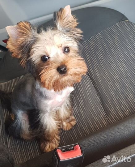 Йоркширский терьер вязка