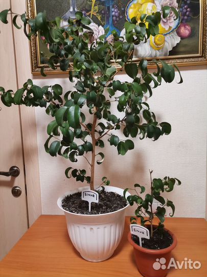 Фикус Букле