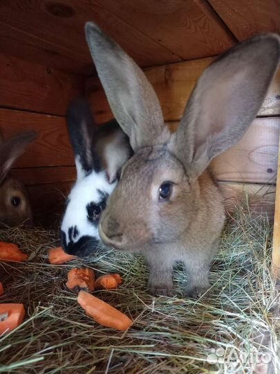 Кролик самец