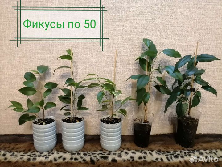 Отростки разные
