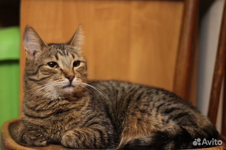 Котик Тоша