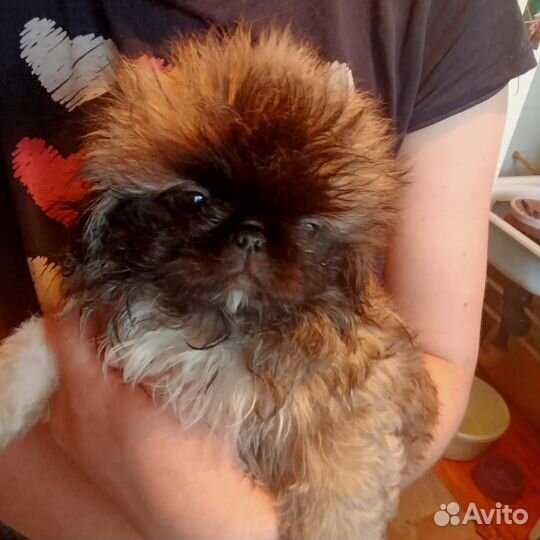 Щенки пекинеса