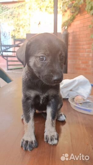 Малышка овчарка в добрые руки