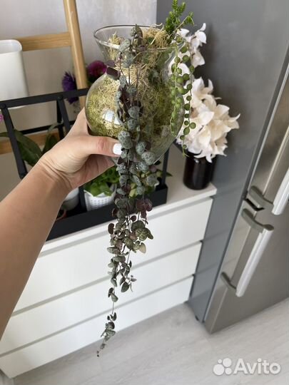 Церопегия вуда