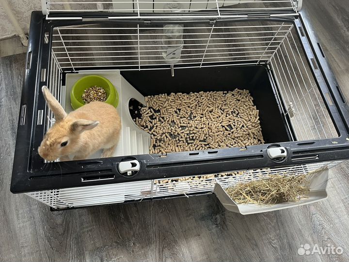 Декоративные кролики