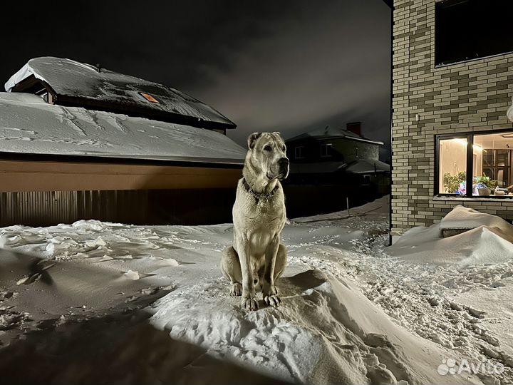 Алабай вязка, родословная