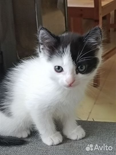 Кошечка в добрые руки