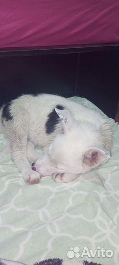 Отдам собачек, в добрые руки, бесплатно