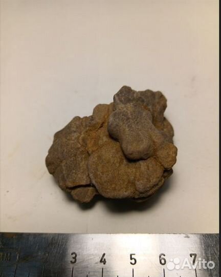 Окаменелости