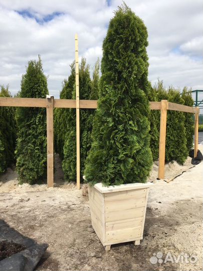 Туя саженцы
