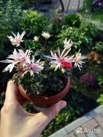 Пеларгония герань