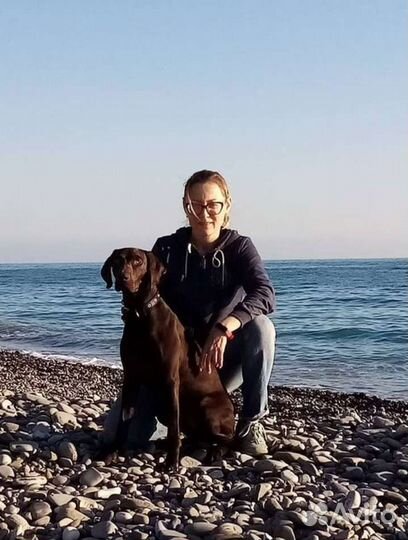 Кинолог, дрессировка передержка собак Лазаревское