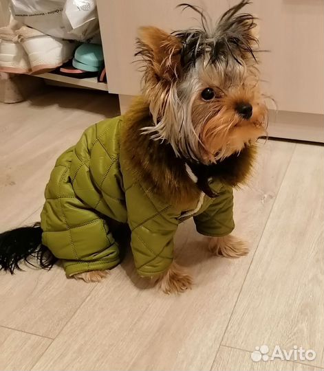 Костюм зимний на йорка