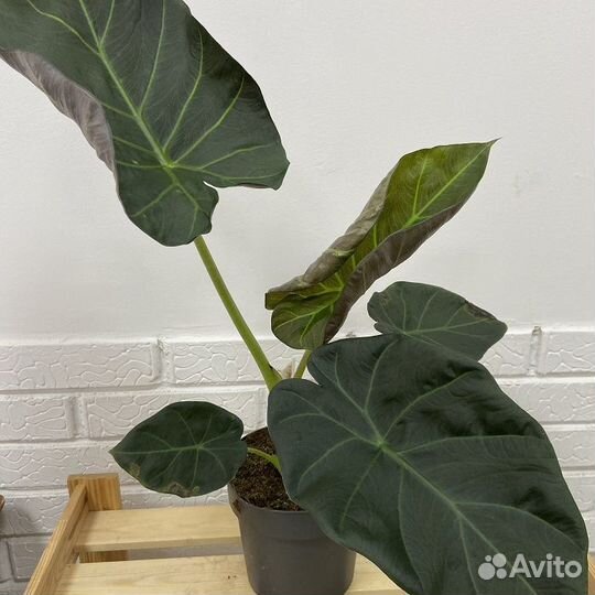 Алоказия регал шилд 19 80