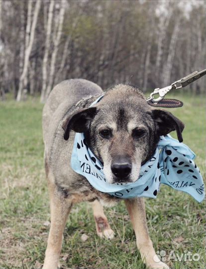 Собака в добрые руки, Барс