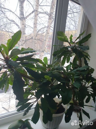 Молочай трехгранный